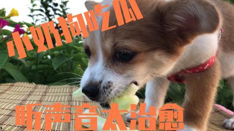 狗吃瓜动作,萌态百出，趣味横生