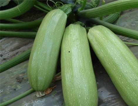 天津西吃瓜,揭秘夏日街头文化新风尚