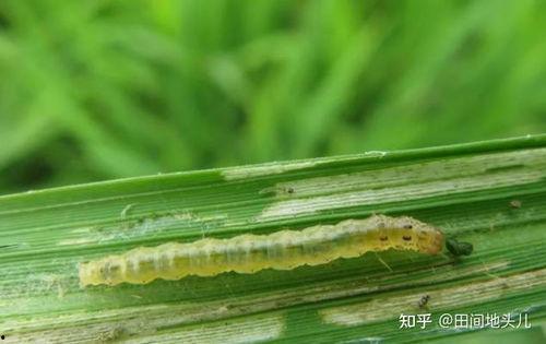 吃瓜叶子的害虫,守护绿色家园的秘密武器