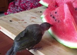 瓜怕鸟吃,揭秘瓜与鸟的和谐共处之道