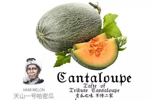 安倍吃蜜瓜,甜蜜时刻见证日本农业发展