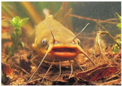 吃瓜北极鲶鱼,吃瓜背后的真相与启示