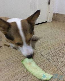 无辜的吃瓜土狗