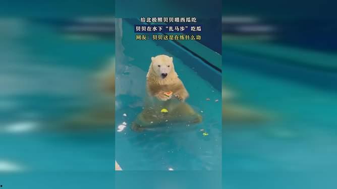 北极熊贝贝吃瓜,北极熊贝贝的夏日瓜趣生活