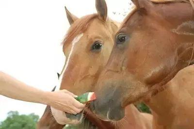 吃瓜即掉马,揭秘网络舆论背后的风险与应对