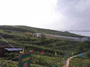 范县吃瓜事件,一场引发社会热议的网络风波