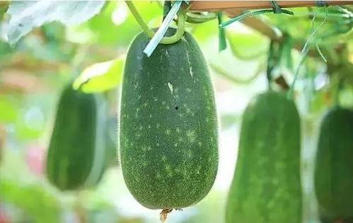 瓜哥带你吃瓜野生篇,瓜哥带你探索野生瓜界奇闻轶事