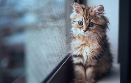 小猫可以吃乳瓜吗怎么吃