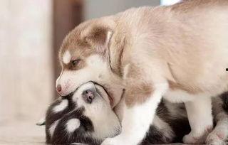 哈士奇狗吃瓜,一场欢乐的美食冒险