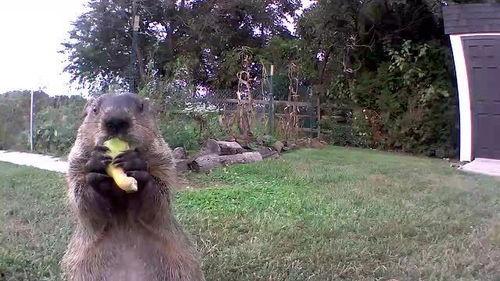 土拨鼠吃红瓜,探寻自然界的奇妙食趣