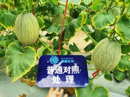 汾阳吃瓜后续有吗,揭秘事件真相与后续发展