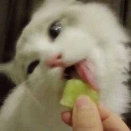 小猫吃瓜头像动漫女孩,动漫女孩甜蜜亮相