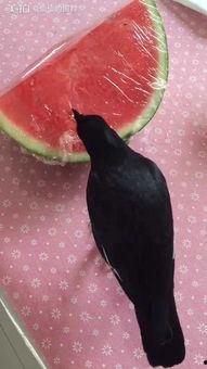 西西连麦吃瓜,揭秘网络红人的幕后故事