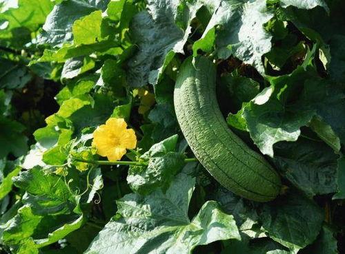 叶宝吃瓜,揭秘娱乐圈背后的那些事儿