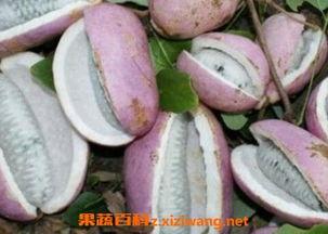 吃八月瓜头疼,却引发头痛之谜探究