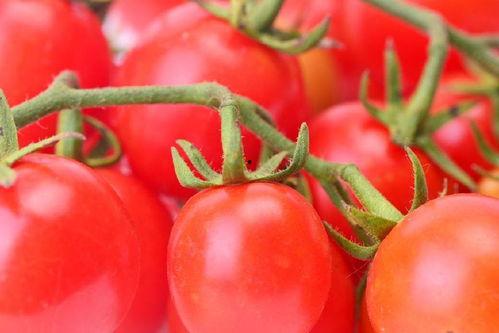 敬业吃瓜小说番茄,敬业吃瓜者的奇幻冒险之旅