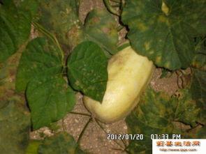 官庄吃瓜,一场别开生面的吃瓜狂欢