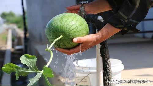 官庄吃瓜,一场别开生面的吃瓜狂欢 第2张 官庄吃瓜,一场别开生面的吃瓜狂欢 第2张