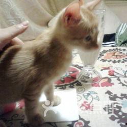 阁楼的猫吃瓜,阁楼猫的瓜田奇遇记