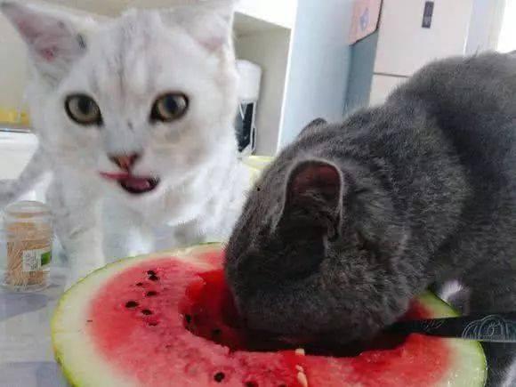 阁楼的猫吃瓜,阁楼猫的瓜田奇遇记  第3张