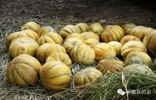 没牙吃瓜,探索无牙人士的吃瓜乐趣  第3张