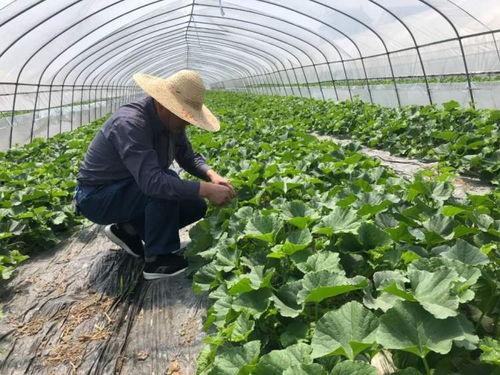 吃瓜小道童  第3张