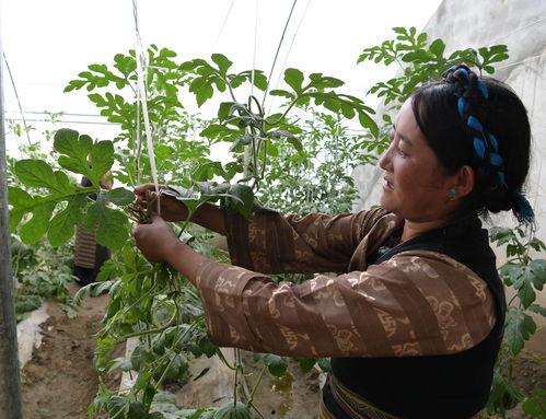 吃瓜姐妹小树杈,揭秘娱乐圈背后的故事