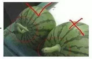 总结吃瓜,揭秘网络热议背后的真相与趣味 第3张 总结吃瓜,揭秘网络热议背后的真相与趣味 第3张