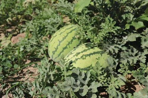 呼民院吃瓜,揭秘校园热点事件背后的真相