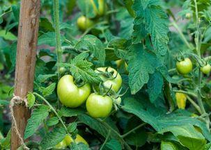 呼民院吃瓜,揭秘校园热点事件背后的真相  第3张