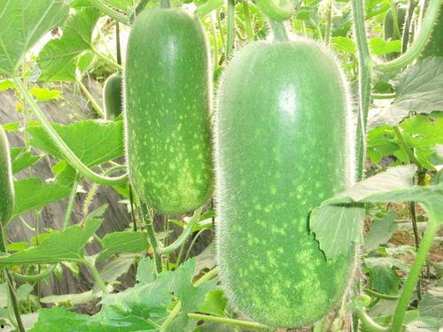 吃瓜的小黎,揭秘娱乐圈幕后故事  第2张