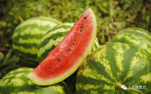 莆田吃的藤瓜是什么瓜啊,藤瓜的独特风味揭秘  第3张