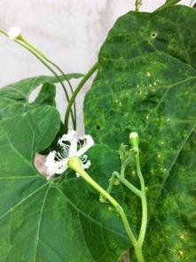 瓜花怎么吃6  第2张