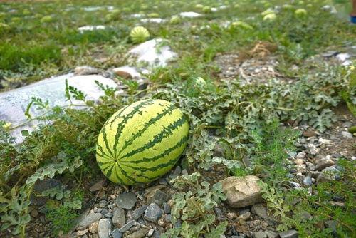 立即吃瓜,立即吃瓜，最新热点事件大揭秘！  第3张