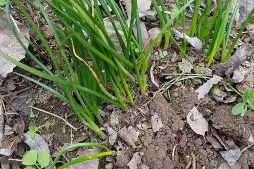 吃瓜挖野菜祖宗,探寻“吃瓜挖野菜祖宗”背后的文化传承与生活智慧  第2张