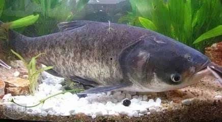 吃白瓜补啥 第2张 吃白瓜补啥 第2张